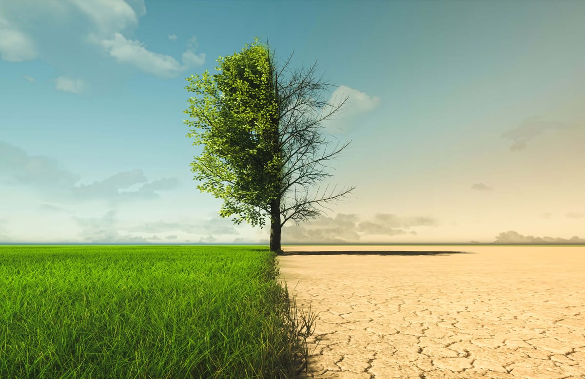 A tree split in half, standing between a vibrant green grass field on the left and a dry, cracked desert on the right.