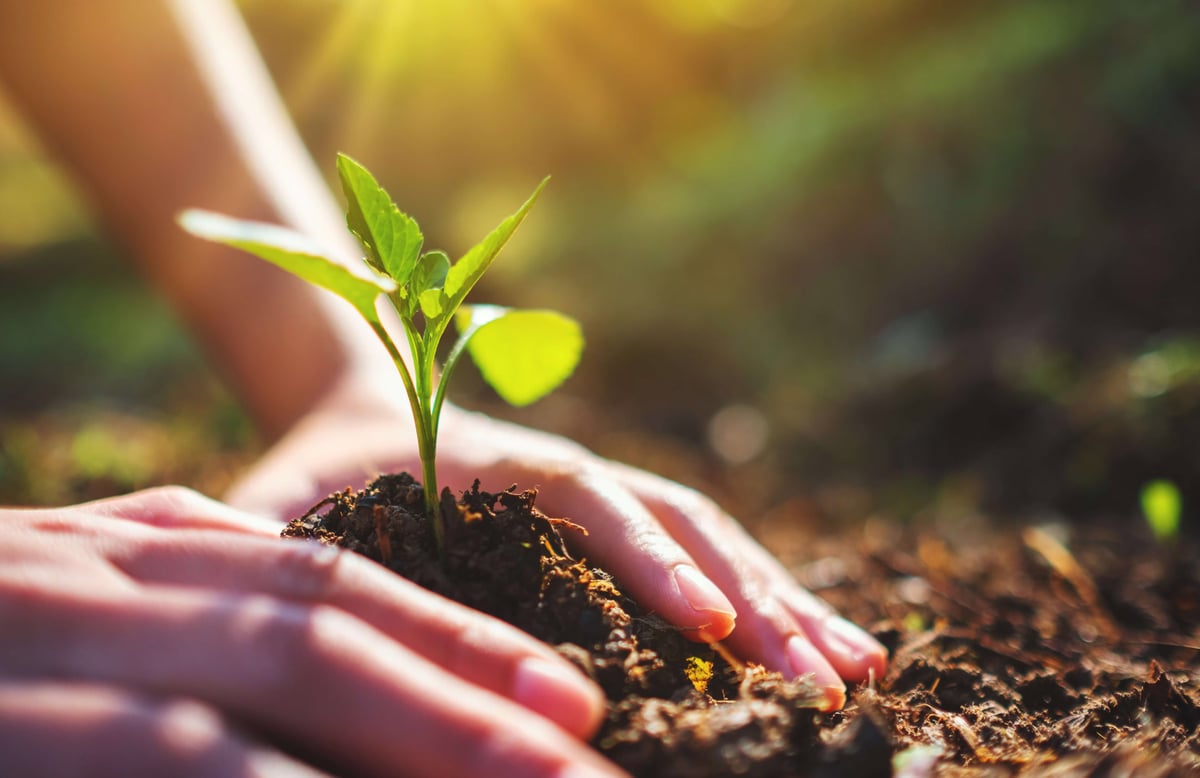 Hands gently planting a small green plant sapling into rich soil under warm sunlight.