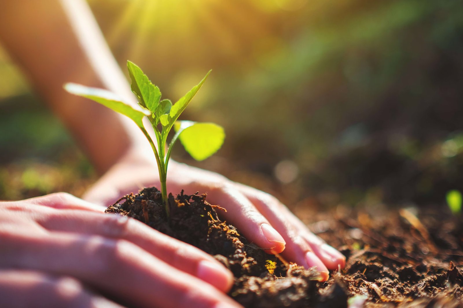 Our eco-journey begins: a greener web with Flowers from the Grove